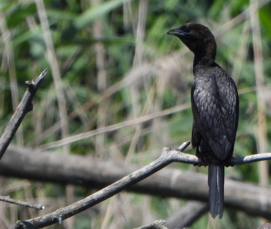 Pygmy Cormorant - ML638183508