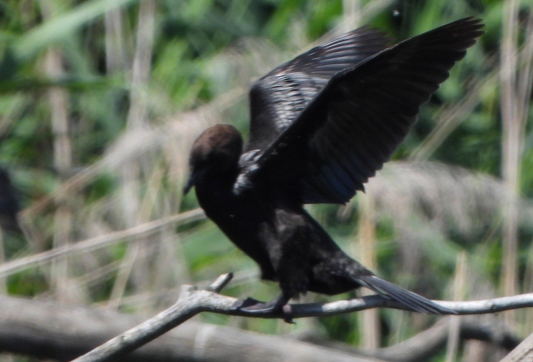 Pygmy Cormorant - ML638183509