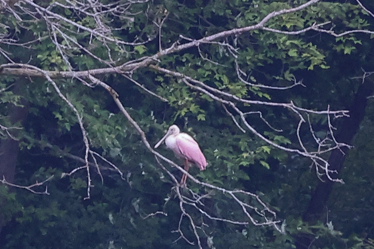 Roseate Spoonbill - ML638183510