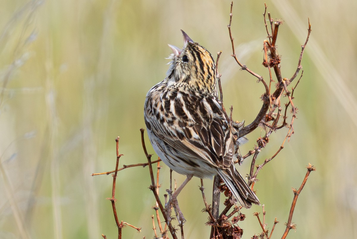 Baird's Sparrow - ML638183515