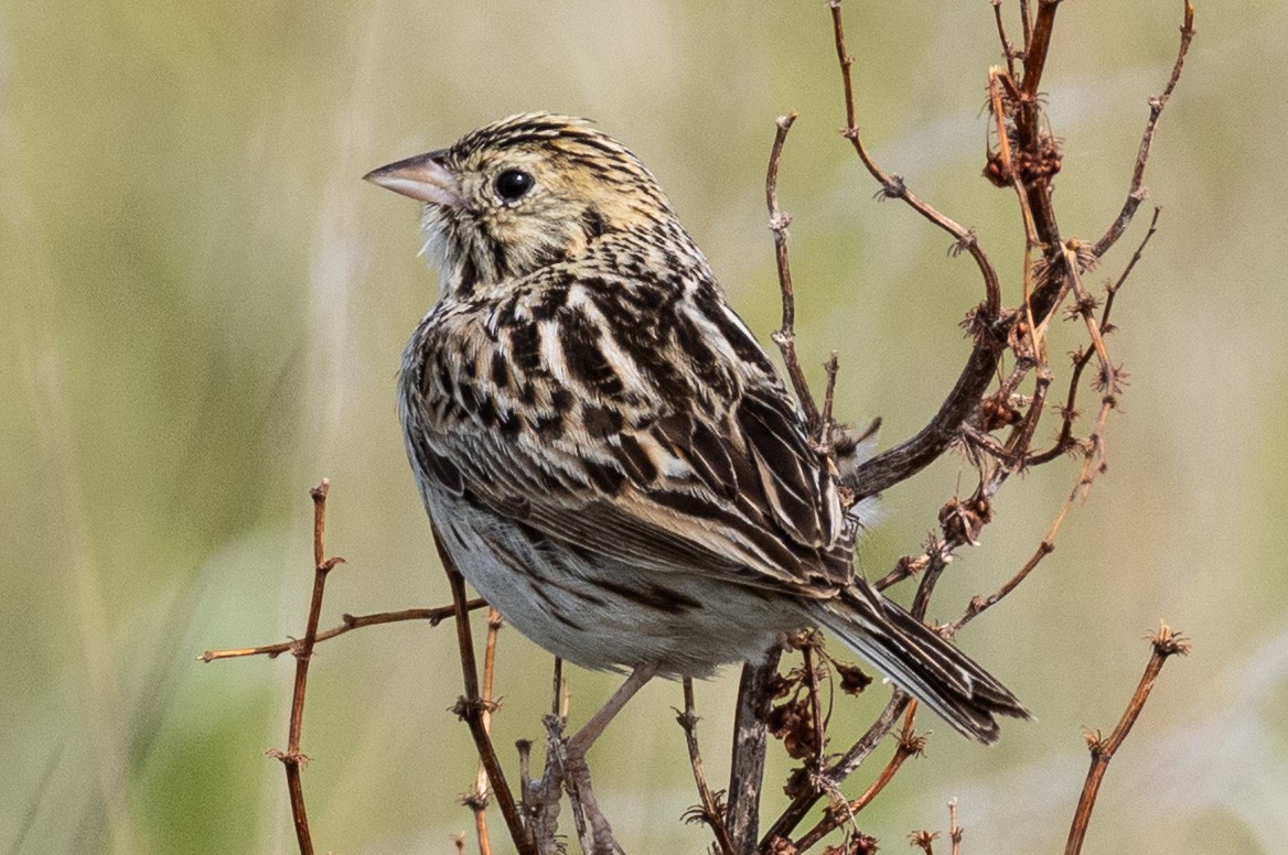 Baird's Sparrow - ML638183516