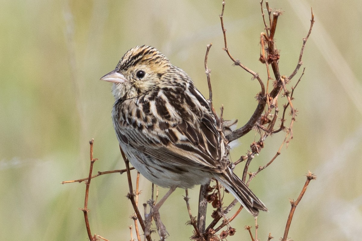 Baird's Sparrow - ML638183518