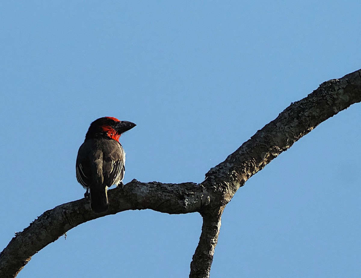 Black-collared Barbet - ML638183519