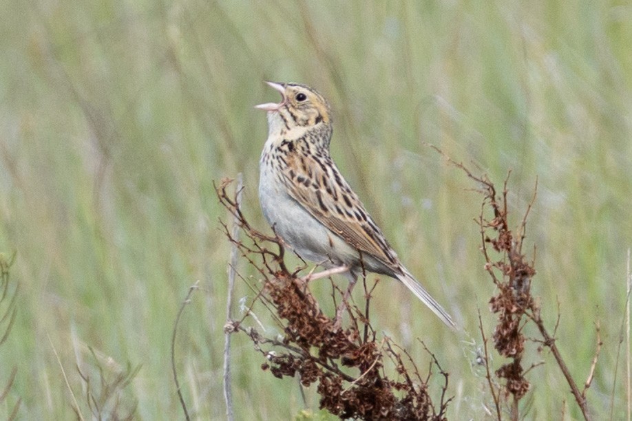 Baird's Sparrow - ML638183520
