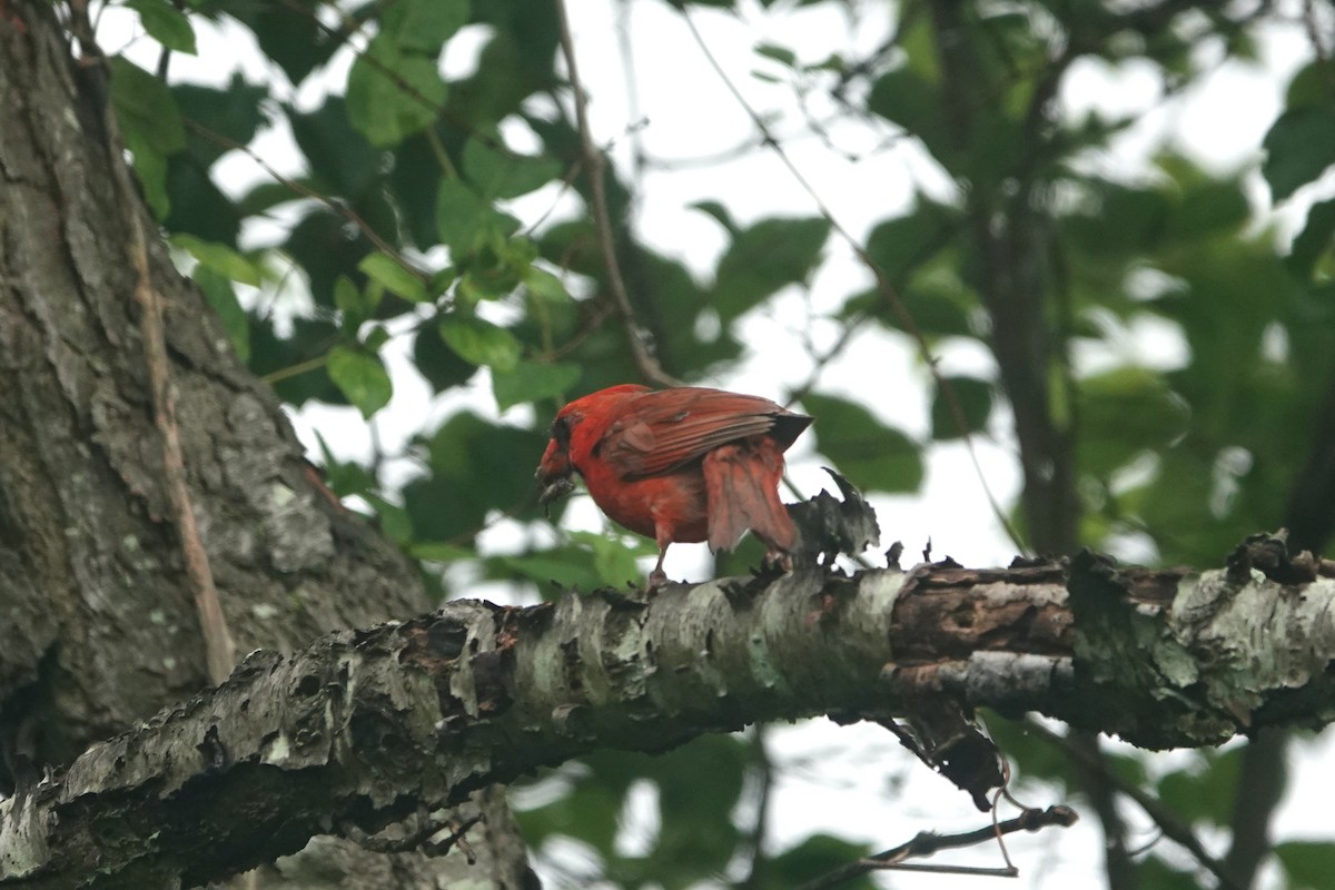 Cardinal rouge - ML638183531