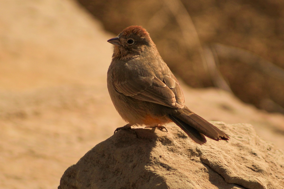 Canyon Towhee - ML638183546