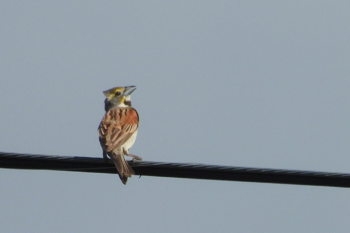 Dickcissel - ML638183569