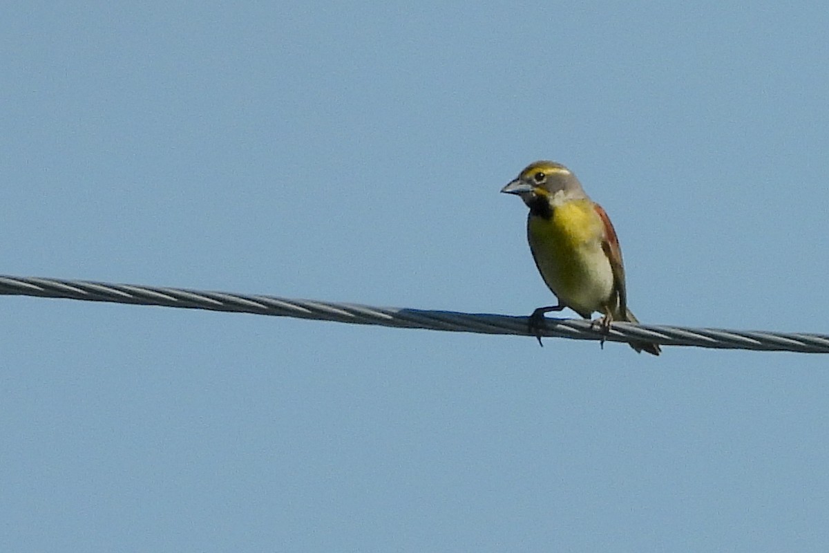 Dickcissel - ML638183578