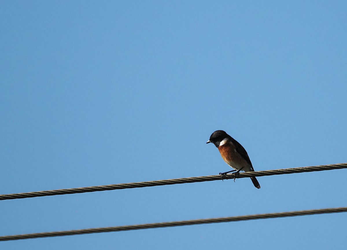 African Stonechat - ML638183581