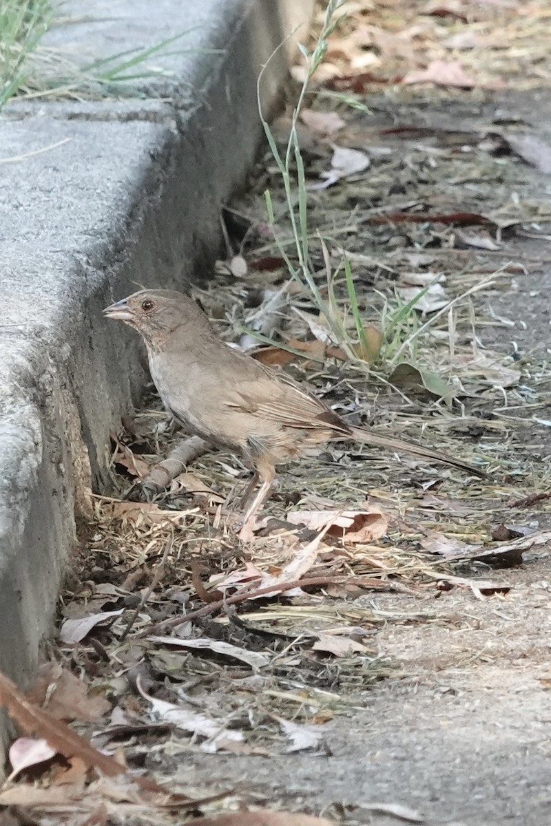 California Towhee - ML638183583