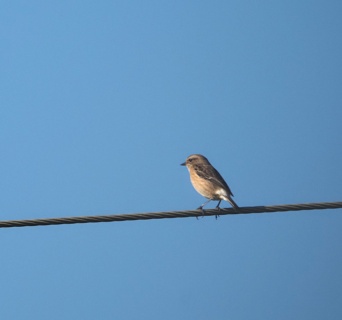 African Stonechat - ML638183586