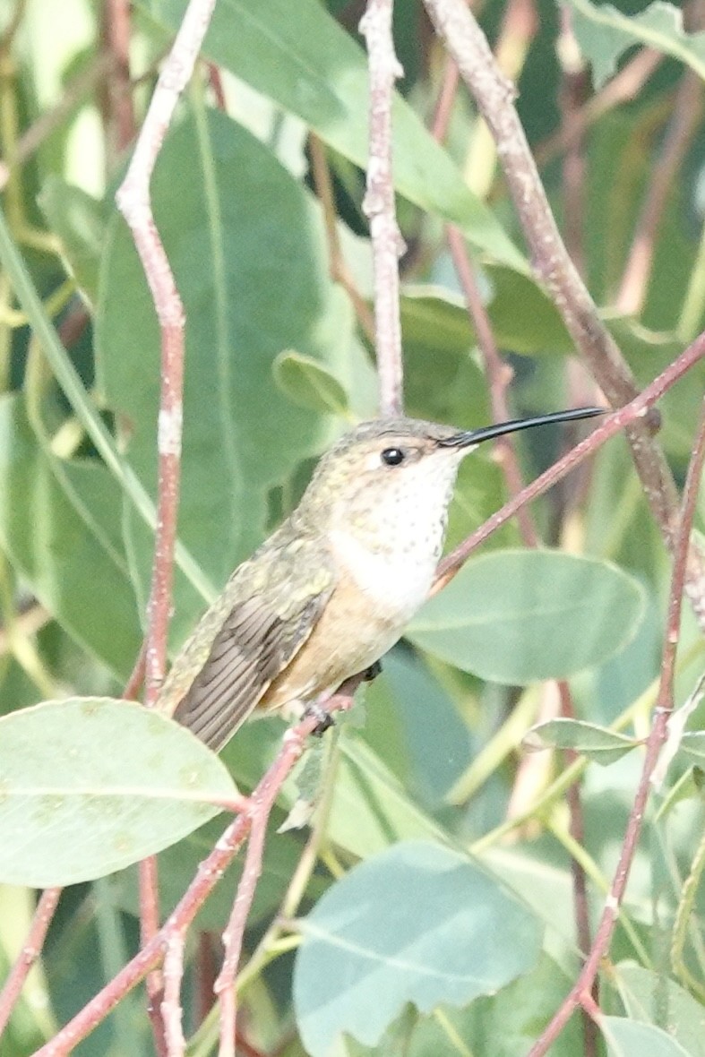 Allen's Hummingbird - ML638183590