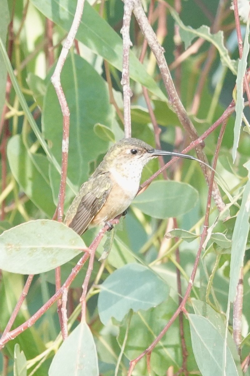 Allen's Hummingbird - ML638183591