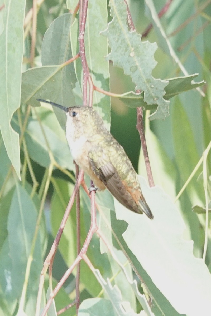 Allen's Hummingbird - ML638183592