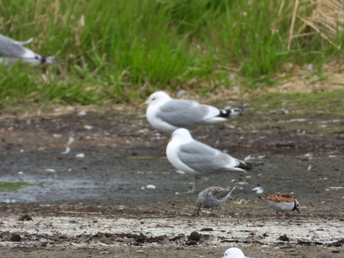 Short-billed Gull - ML638183610