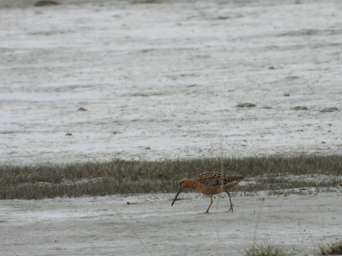Long-billed Dowitcher - ML638183626