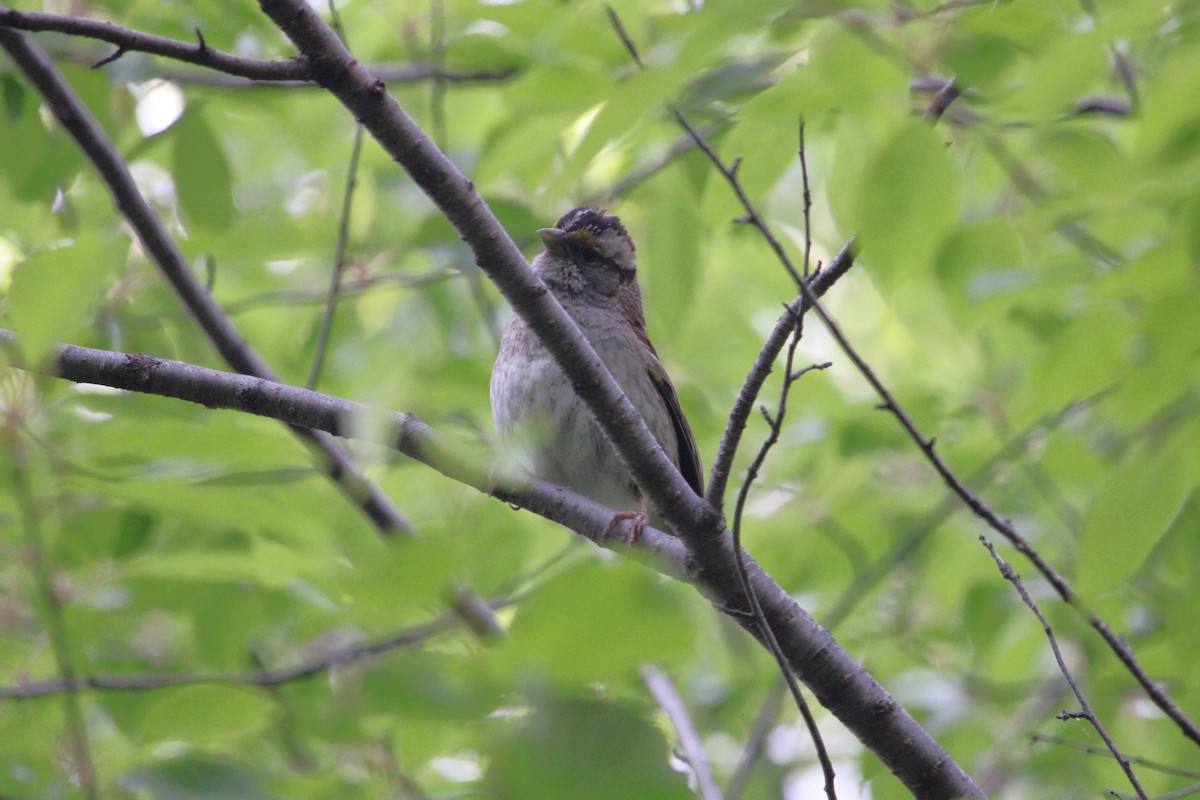 White-throated Sparrow - ML638183636