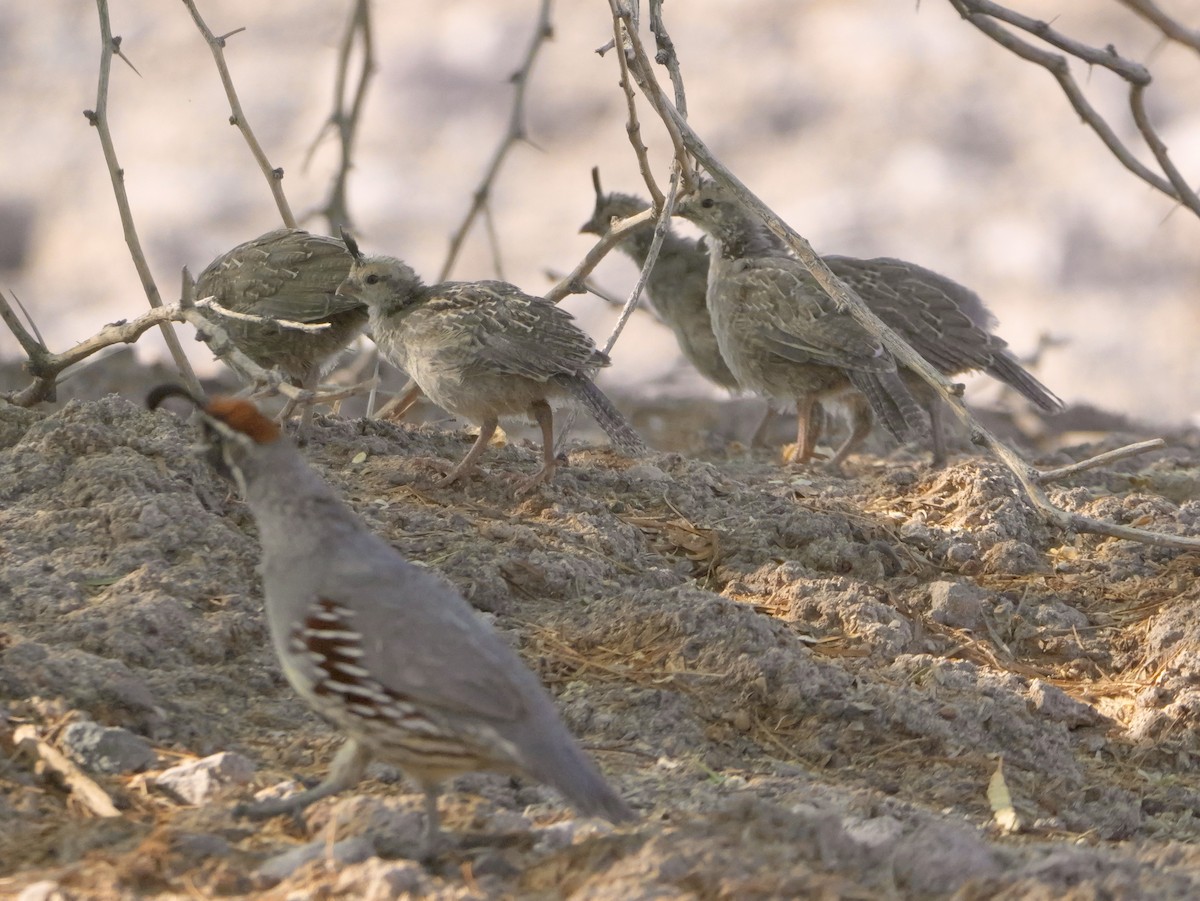 Gambel's Quail - ML638183645