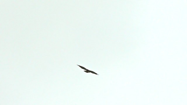 Black-chested Snake-Eagle - ML638183657