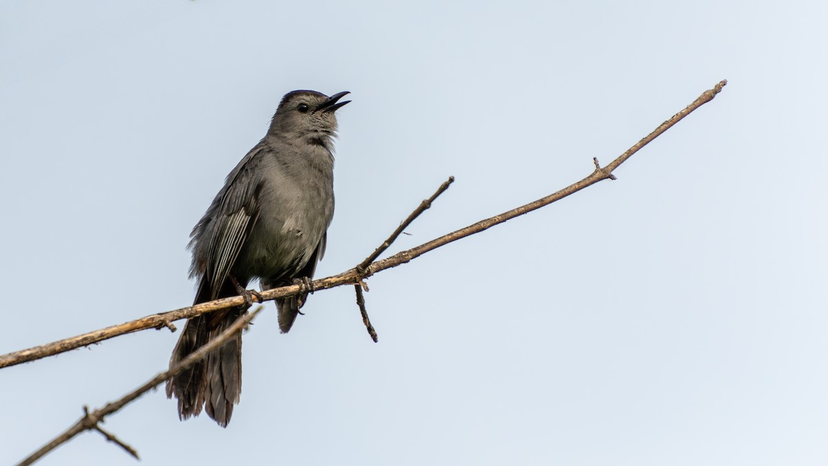 Gray Catbird - ML638183660