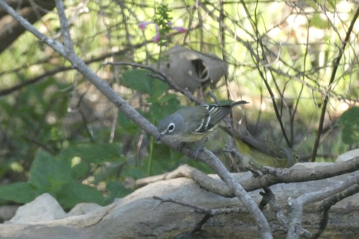 Graukopfvireo - ML638183704