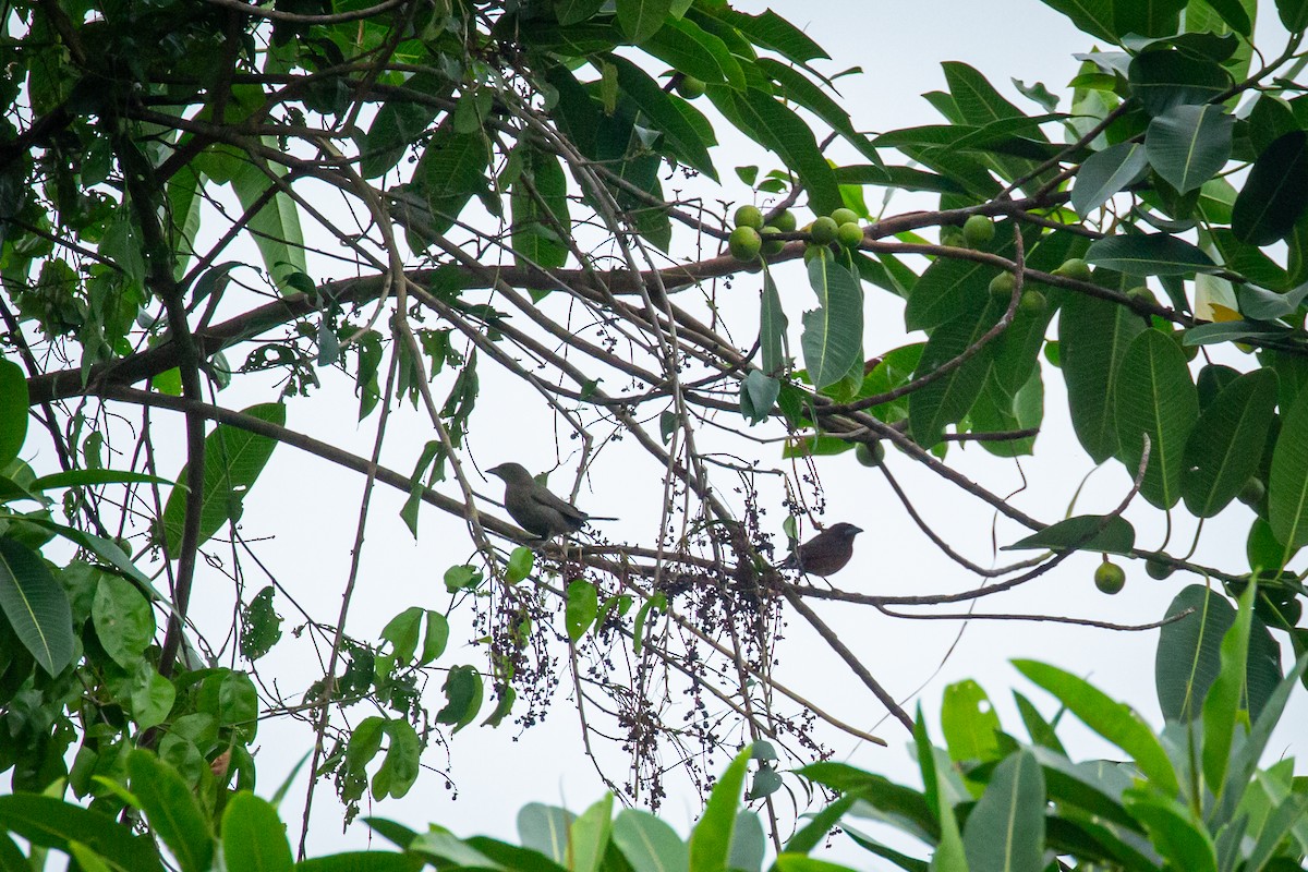 Silver-beaked Tanager - ML638183725