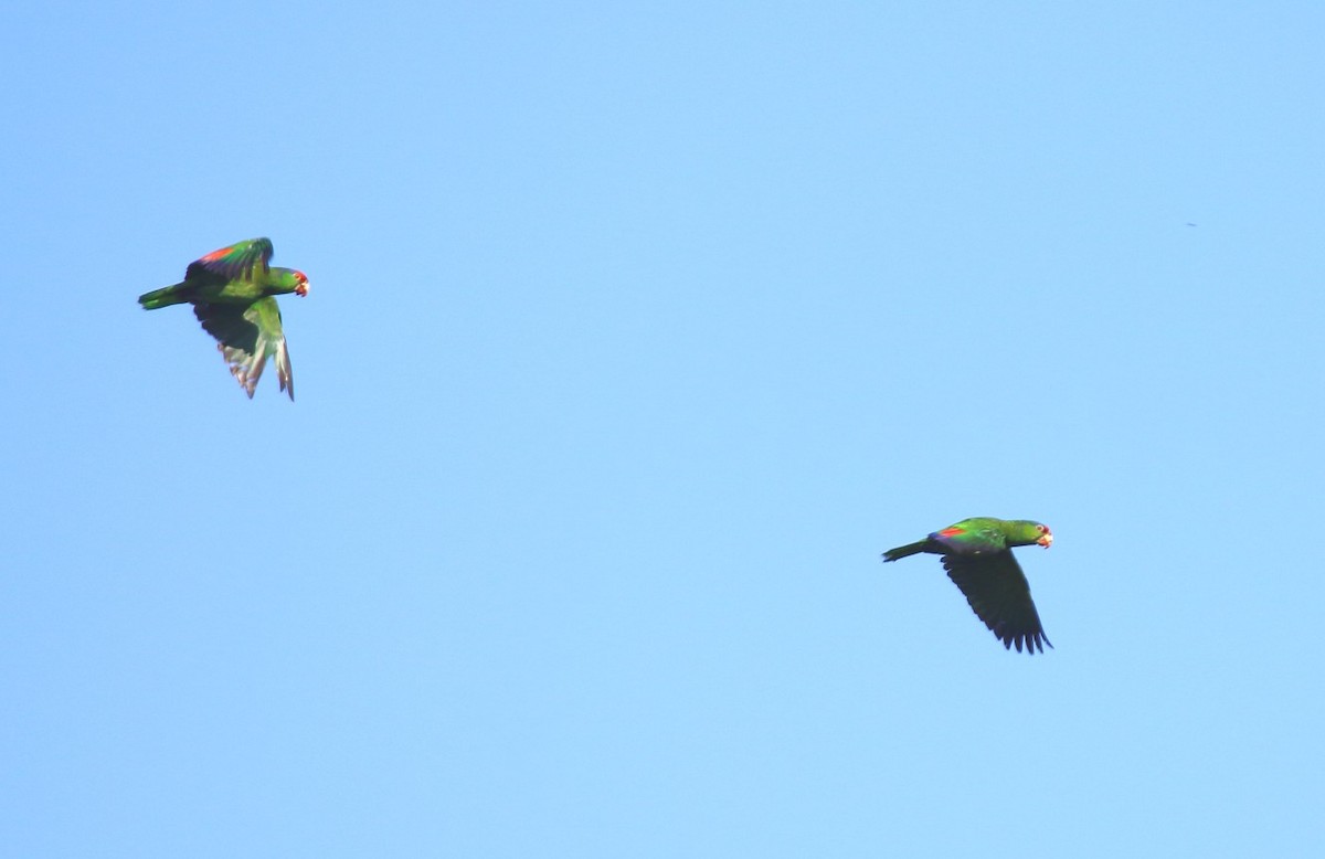 Red-crowned Amazon - ML638183735