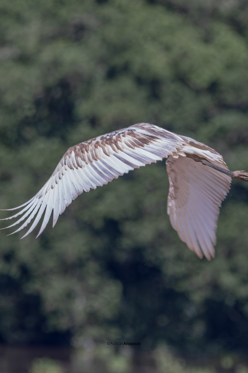 Jabiru - Adrián Alvarado