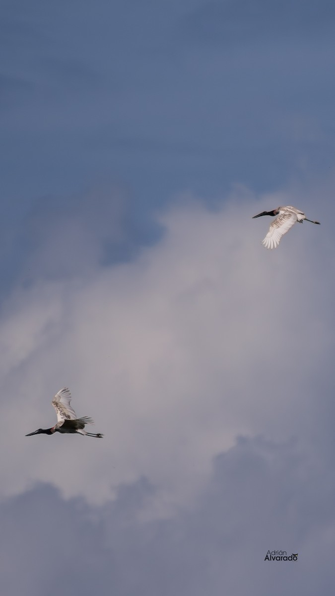 Jabiru - Adrián Alvarado