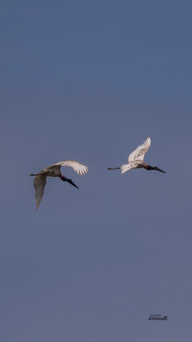 Jabiru - Adrián Alvarado