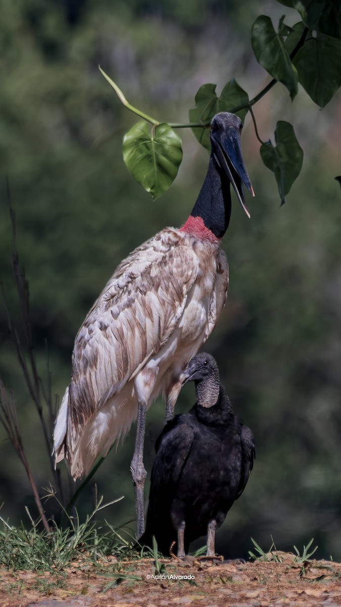 Jabiru - Adrián Alvarado