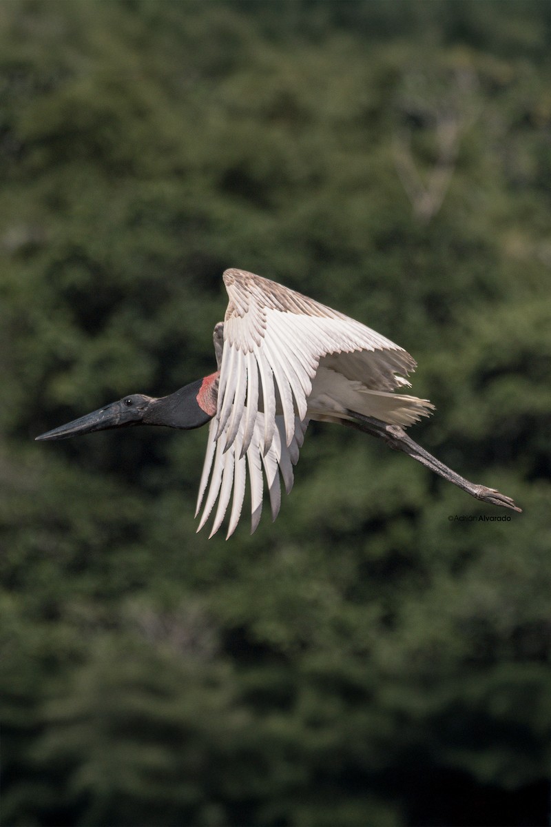 Jabiru - Adrián Alvarado