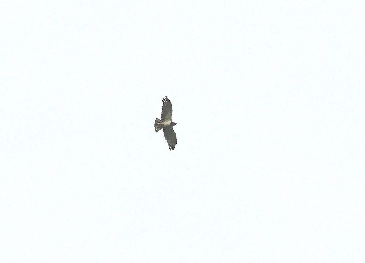 Black-chested Snake-Eagle - ML638183764