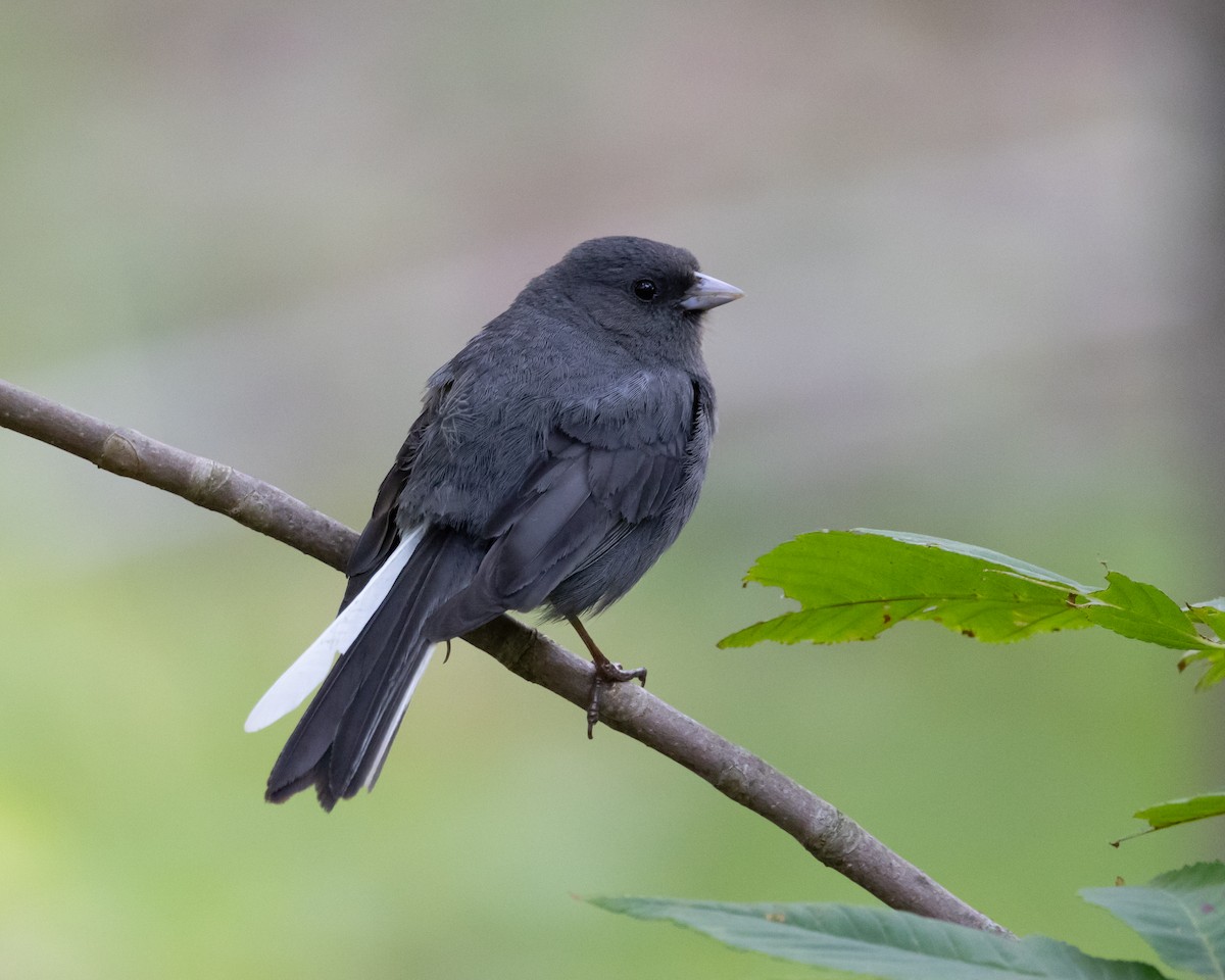 Dark-eyed Junco - ML638183808