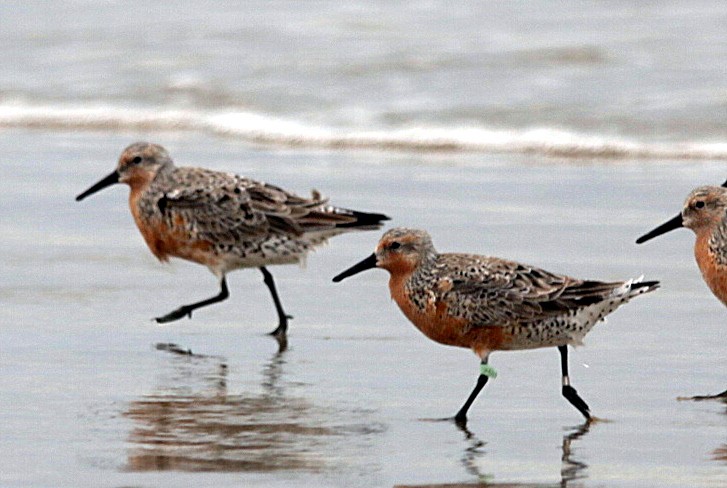 Red Knot - ML638183811