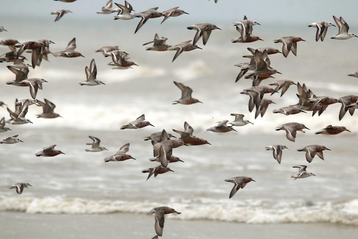 Red Knot - ML638183816