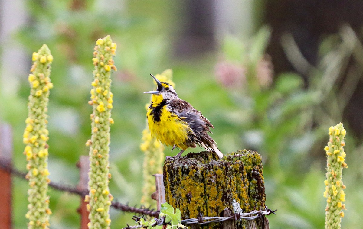 Eastern Meadowlark - ML638183825