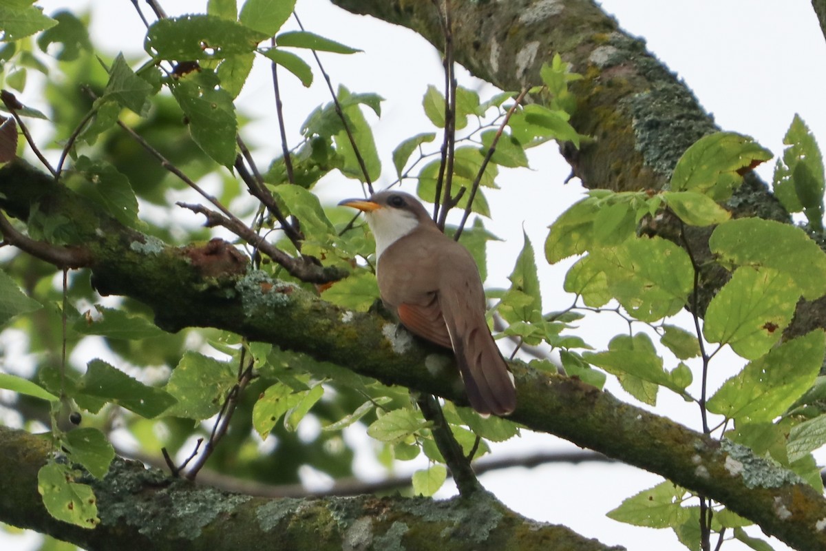 Yellow-billed Cuckoo - ML638183850