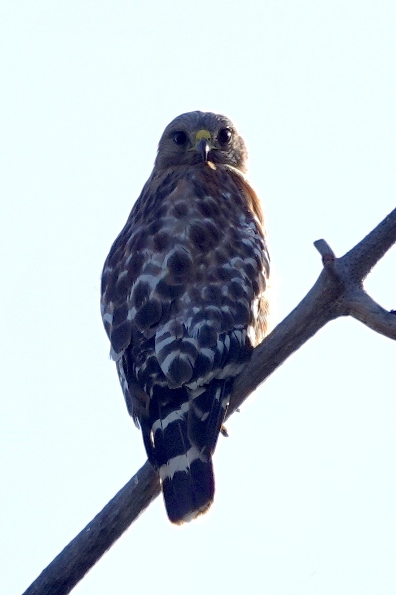 Red-shouldered Hawk - ML638183859