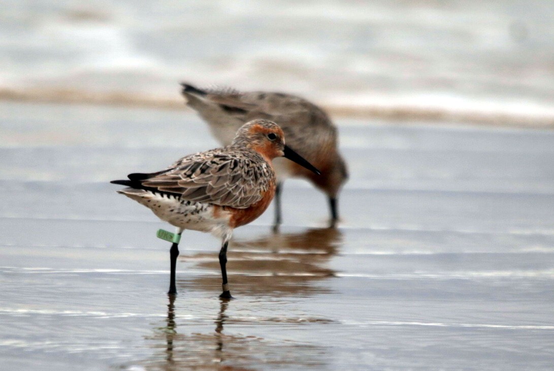 Red Knot - ML638183867