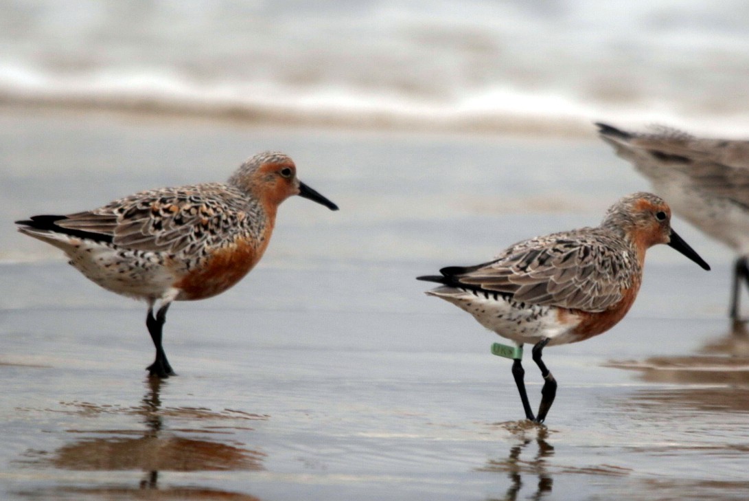 Red Knot - ML638183868