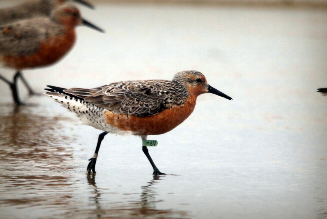 Red Knot - ML638183871