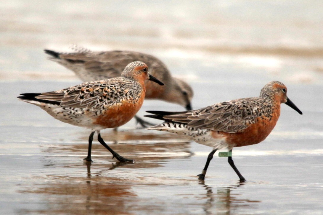 Red Knot - ML638183872
