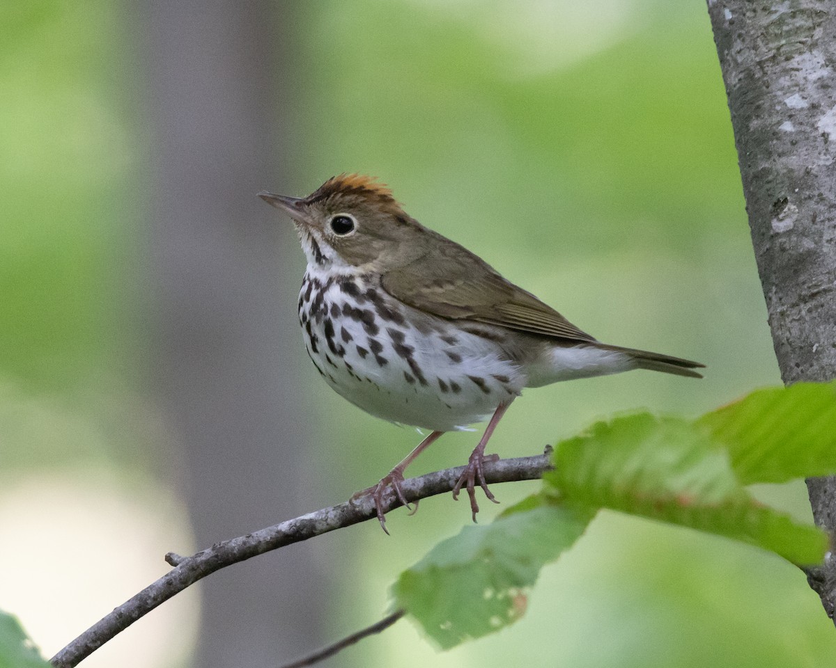Ovenbird - ML638183879