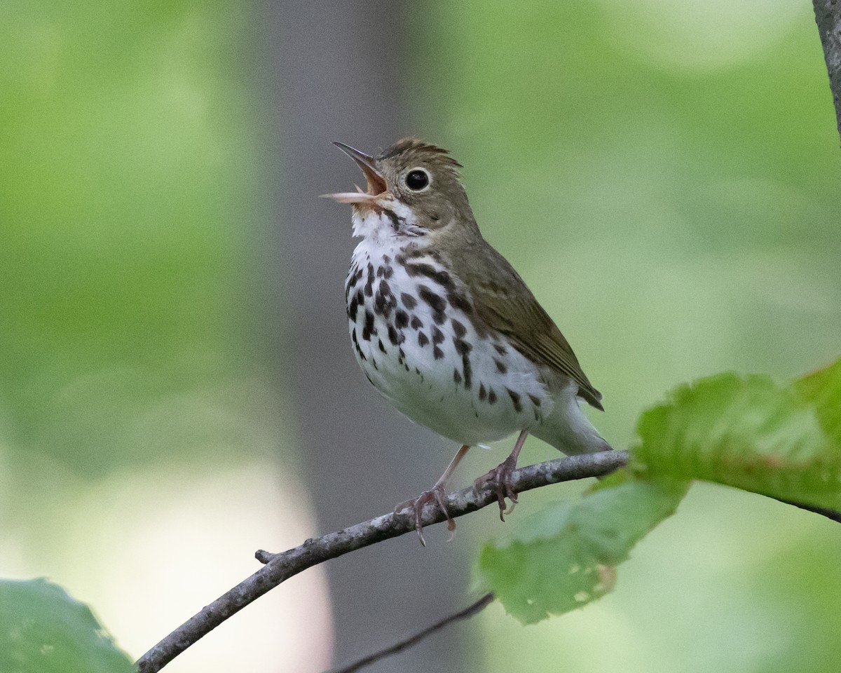 Ovenbird - ML638183883