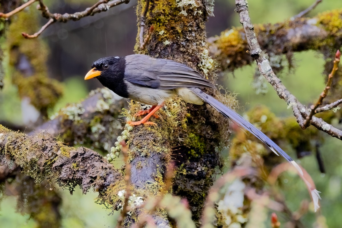 Yellow-billed Blue-Magpie - ML638183892