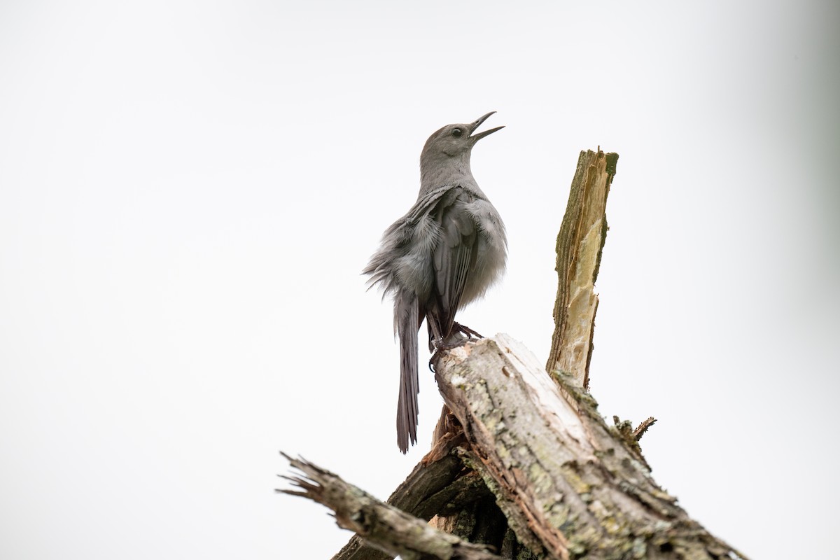 Pájaro Gato Gris - ML638183895
