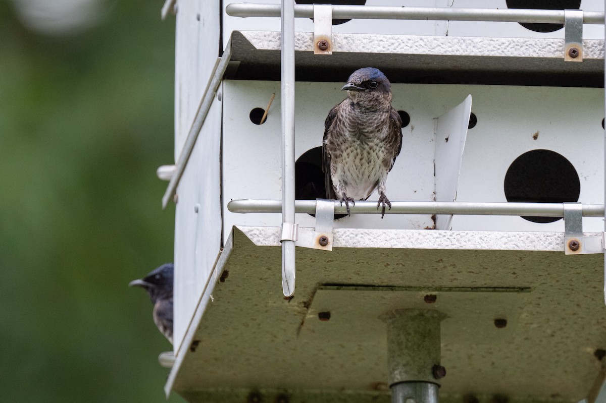 Golondrina Purpúrea - ML638183900