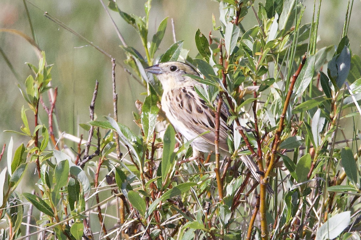 LeConte's Sparrow - ML638183901