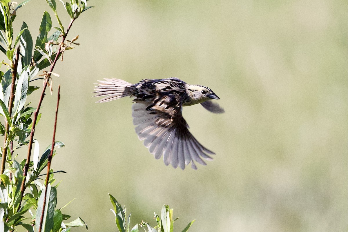 LeConte's Sparrow - ML638183902